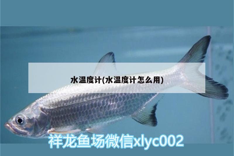 水溫度計(jì)(水溫度計(jì)怎么用) 青龍魚(yú)