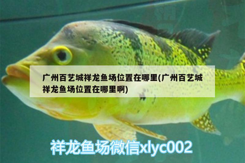 廣州百藝城祥龍魚場位置在哪里(廣州百藝城祥龍魚場位置在哪里啊)