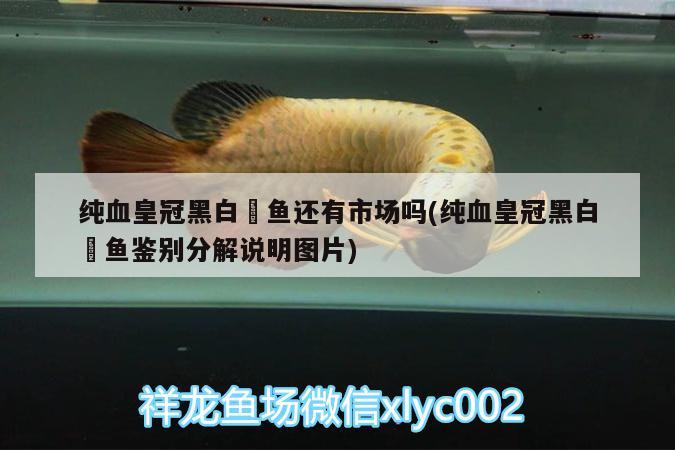 純血皇冠黑白魟魚(yú)還有市場(chǎng)嗎(純血皇冠黑白魟魚(yú)鑒別分解說(shuō)明圖片) 純血皇冠黑白魟魚(yú)