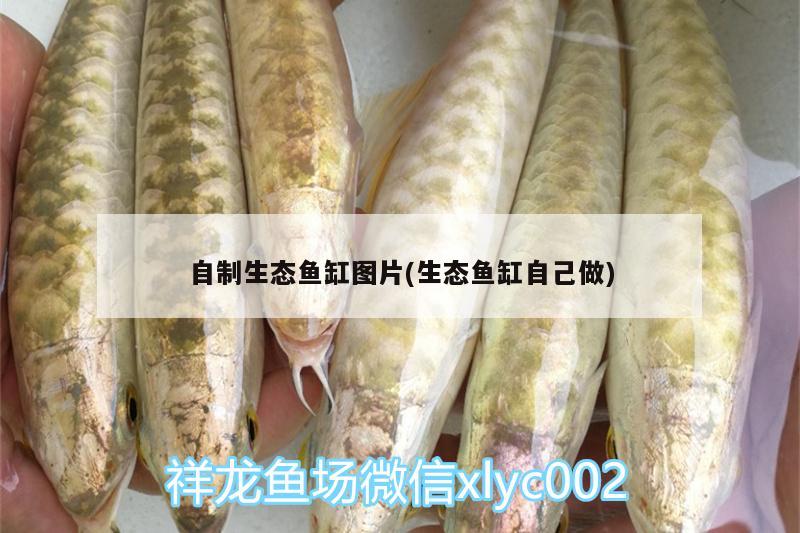 自制生態(tài)魚缸圖片(生態(tài)魚缸自己做)