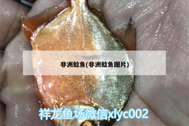 非洲鯰魚(非洲鯰魚圖片) 水族雜談