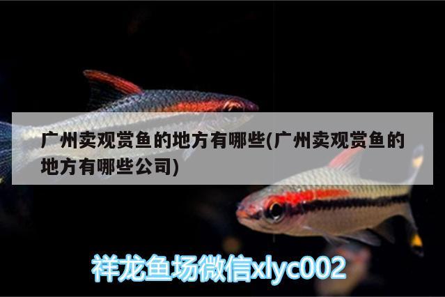 廣州賣觀賞魚(yú)的地方有哪些(廣州賣觀賞魚(yú)的地方有哪些公司)