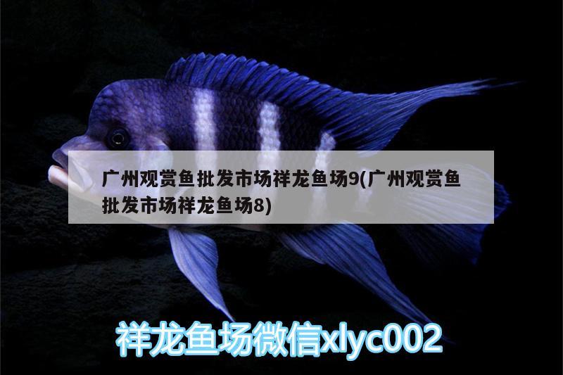 廣州觀賞魚批發(fā)市場祥龍魚場9(廣州觀賞魚批發(fā)市場祥龍魚場8) 觀賞魚批發(fā)