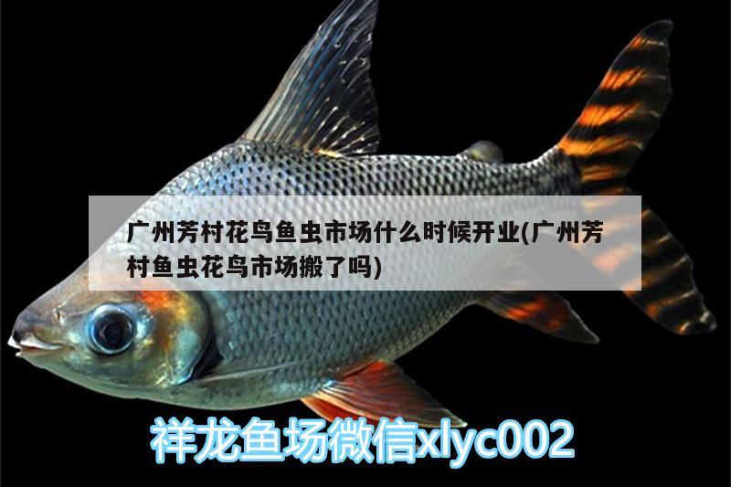 廣州芳村花鳥魚蟲市場(chǎng)什么時(shí)候開業(yè)(廣州芳村魚蟲花鳥市場(chǎng)搬了嗎) 觀賞魚水族批發(fā)市場(chǎng)