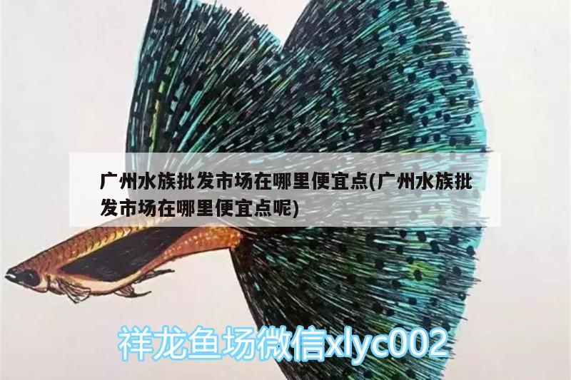 廣州水族批發(fā)市場在哪里便宜點(廣州水族批發(fā)市場在哪里便宜點呢)