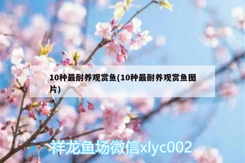 10種最耐養(yǎng)觀賞魚(10種最耐養(yǎng)觀賞魚圖片)