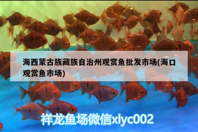 海西蒙古族藏族自治州觀賞魚批發(fā)市場(chǎng)(海口觀賞魚市場(chǎng))