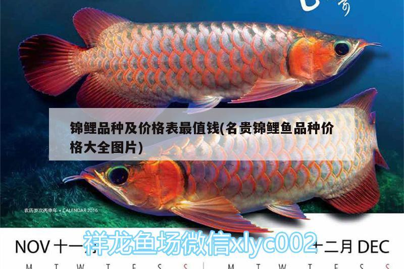 錦鯉品種及價格表最值錢(名貴錦鯉魚品種價格大全圖片)