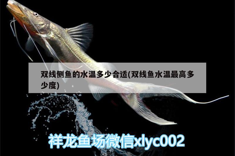 雙線側(cè)魚的水溫多少合適(雙線魚水溫最高多少度) 雙線側(cè)魚