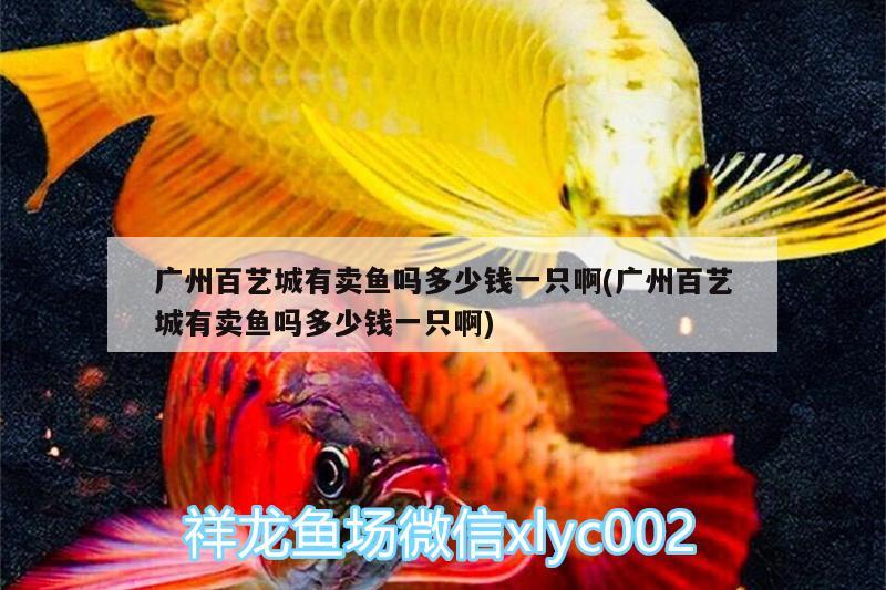 廣州百藝城有賣魚嗎多少錢一只啊(廣州百藝城有賣魚嗎多少錢一只啊) 觀賞魚水族批發(fā)市場(chǎng)