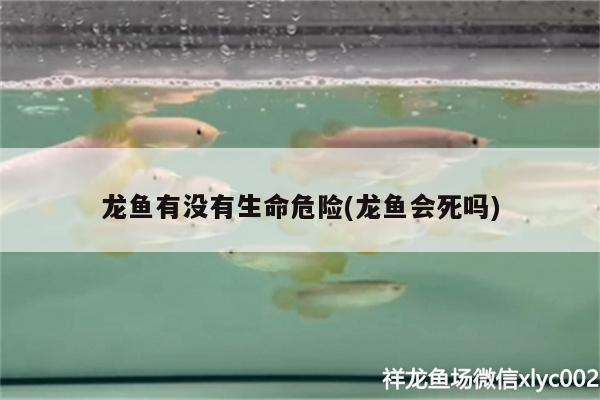 龍魚有沒有生命危險(龍魚會死嗎)