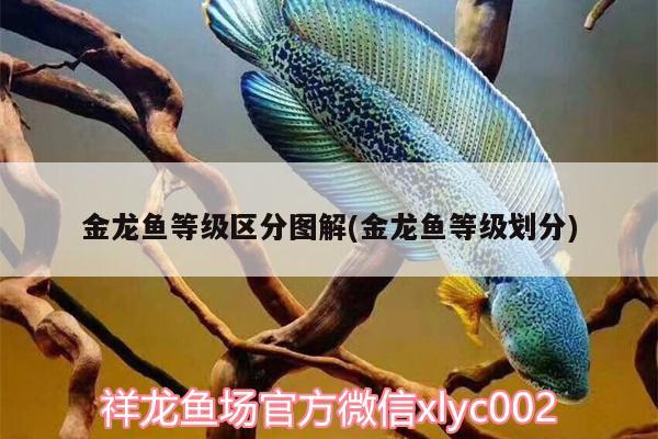 金龍魚等級(jí)區(qū)分圖解(金龍魚等級(jí)劃分) 水族品牌