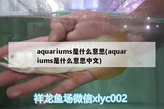 aquariums是什么意思(aquariums是什么意思中文) 麥肯斯銀版魚