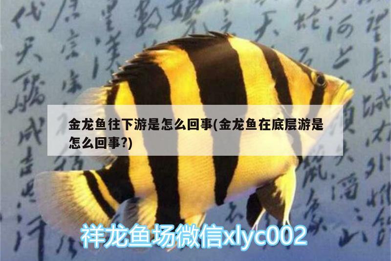 金龍魚往下游是怎么回事(金龍魚在底層游是怎么回事?)