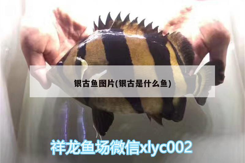 銀古魚(yú)圖片(銀古是什么魚(yú))