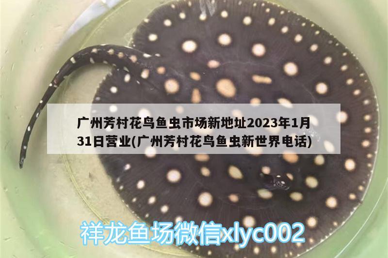 廣州芳村花鳥魚蟲市場新地址2023年1月31日營業(yè)(廣州芳村花鳥魚蟲新世界電話) 觀賞魚水族批發(fā)市場