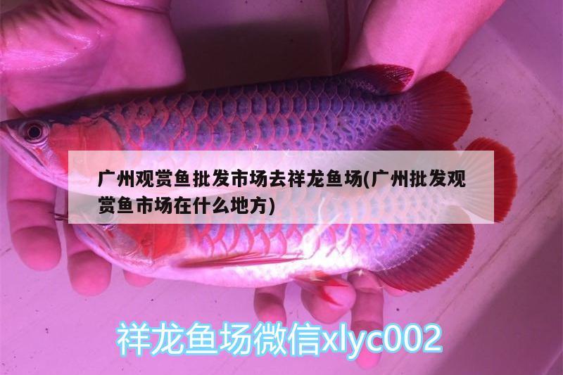 廣州觀賞魚批發(fā)市場去祥龍魚場(廣州批發(fā)觀賞魚市場在什么地方) 觀賞魚批發(fā)