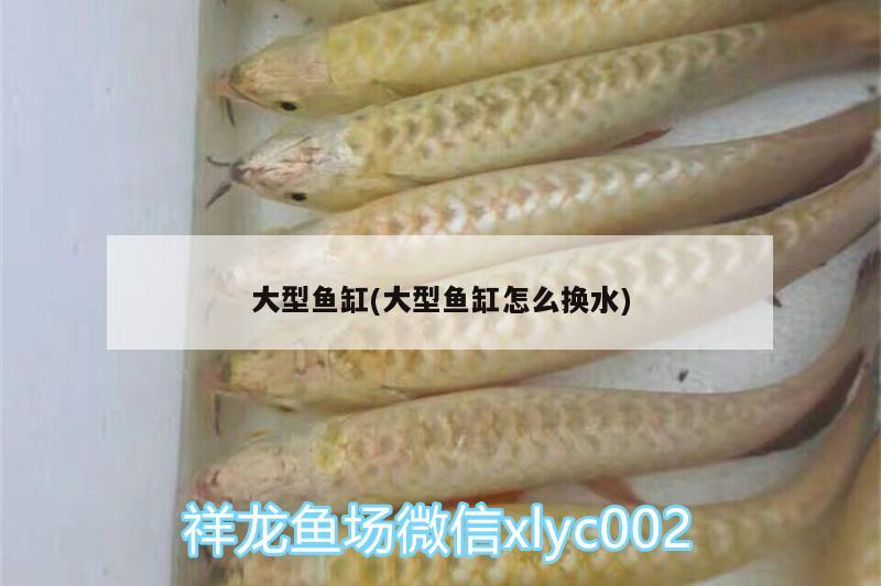 大型魚缸(大型魚缸怎么換水) 女王大帆魚 第1張