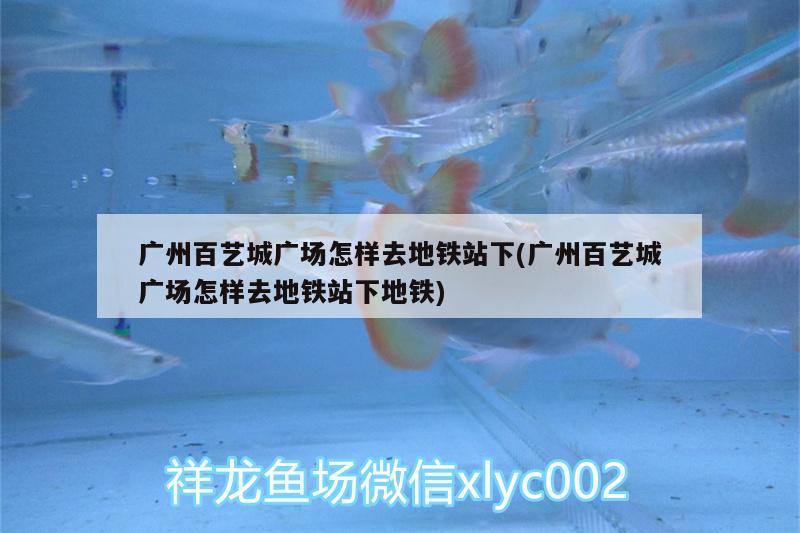 廣州百藝城廣場怎樣去地鐵站下(廣州百藝城廣場怎樣去地鐵站下地鐵) 觀賞魚水族批發(fā)市場