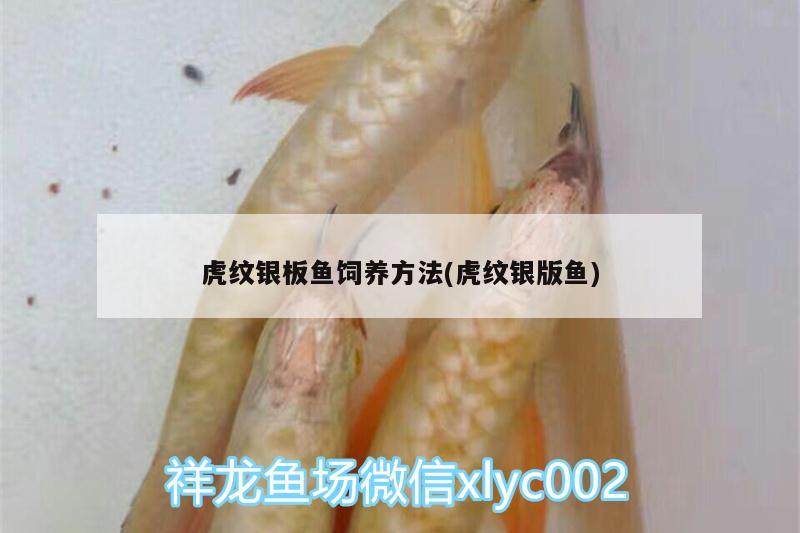 虎紋銀板魚飼養(yǎng)方法(虎紋銀版魚)