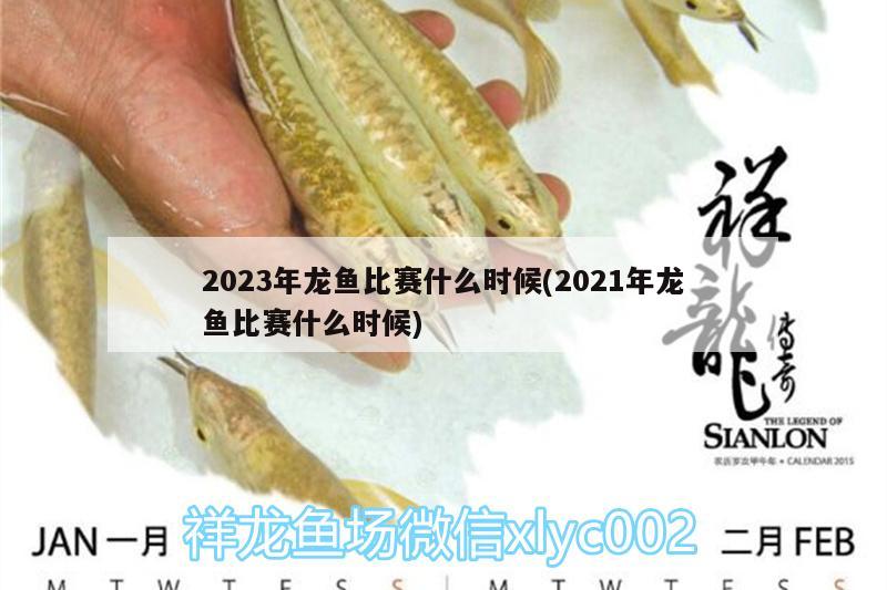 2023年龍魚比賽什么時(shí)候(2021年龍魚比賽什么時(shí)候) 觀賞魚水族批發(fā)市場