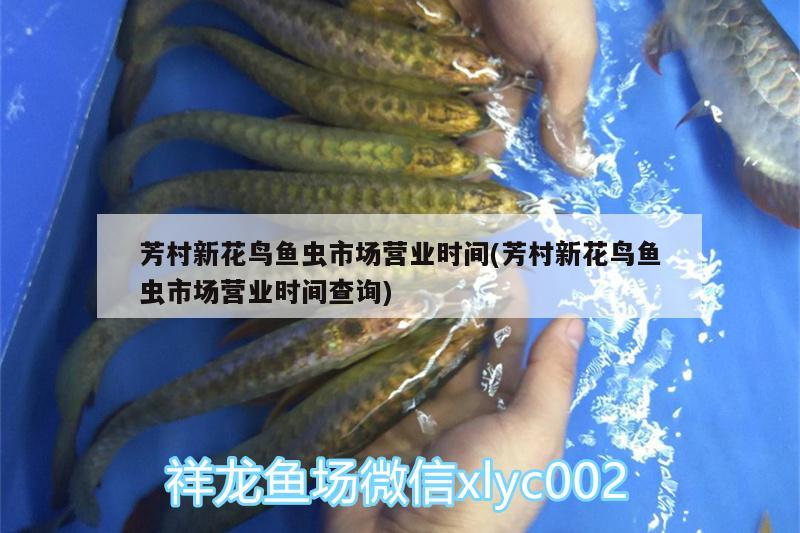 芳村新花鳥魚蟲市場營業(yè)時間(芳村新花鳥魚蟲市場營業(yè)時間查詢) 觀賞魚水族批發(fā)市場