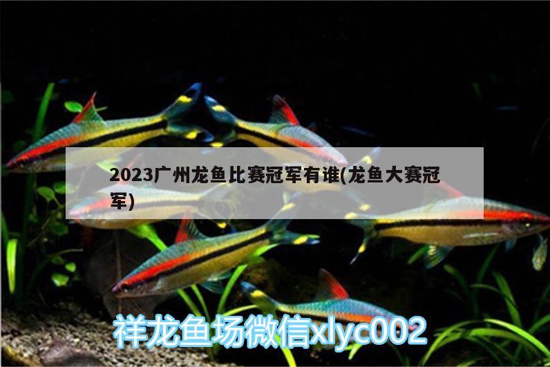 2023廣州龍魚比賽冠軍有誰(龍魚大賽冠軍) 觀賞魚水族批發(fā)市場