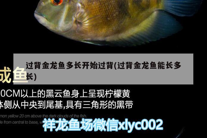 過背金龍魚多長開始過背(過背金龍魚能長多長)