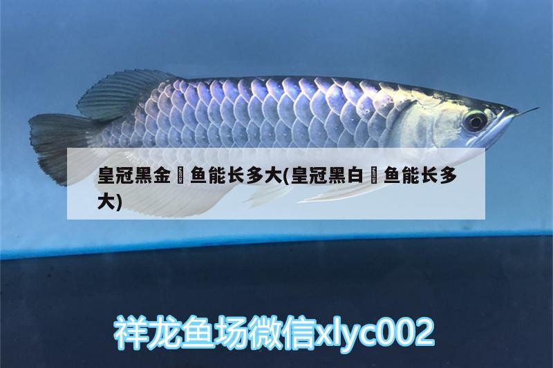 皇冠黑金魟魚能長多大(皇冠黑白魟魚能長多大)