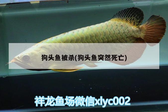 狗頭魚被殺(狗頭魚突然死亡) 狗頭魚