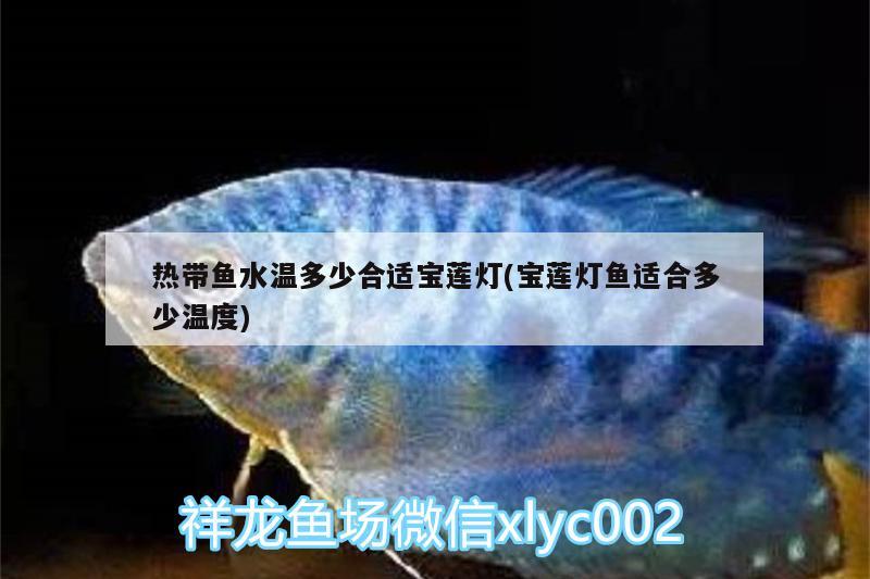 熱帶魚水溫多少合適寶蓮燈(寶蓮燈魚適合多少溫度) 和尚魚