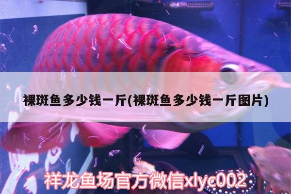 裸斑魚(yú)多少錢一斤(裸斑魚(yú)多少錢一斤圖片)