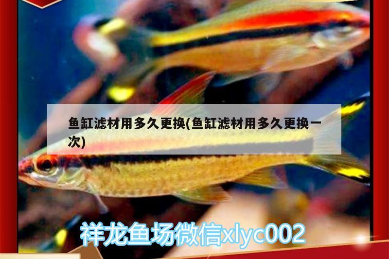 魚缸濾材用多久更換(魚缸濾材用多久更換一次)