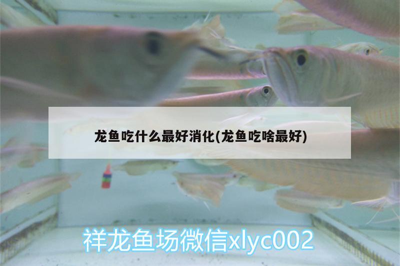 龍魚吃什么最好消化(龍魚吃啥最好)