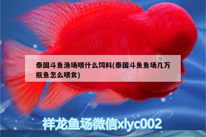 泰國斗魚漁場喂什么飼料(泰國斗魚魚場幾萬瓶魚怎么喂食)