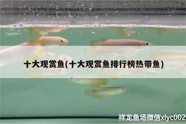 十大觀賞魚(十大觀賞魚排行榜熱帶魚)