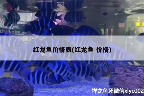 紅龍魚價格表(紅龍魚價格)