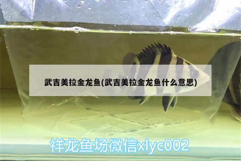 武吉美拉金龍魚(武吉美拉金龍魚什么意思)