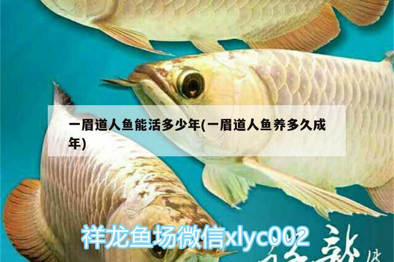 一眉道人魚能活多少年(一眉道人魚養(yǎng)多久成年)