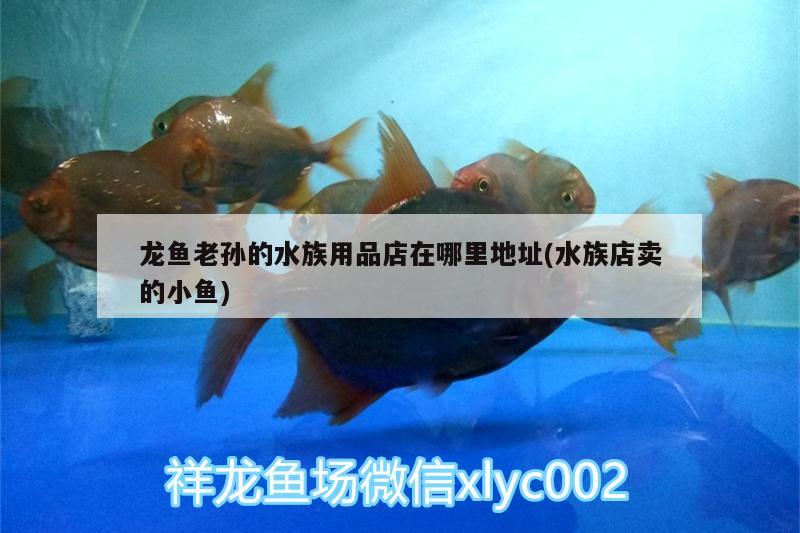 龍魚老孫的水族用品店在哪里地址(水族店賣的小魚) 水族用品