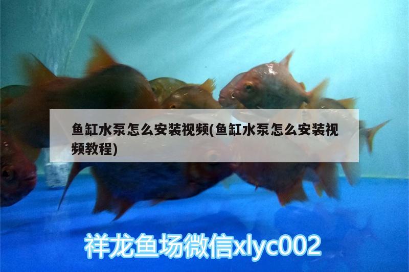 魚缸水泵怎么安裝視頻(魚缸水泵怎么安裝視頻教程) 魚缸水泵