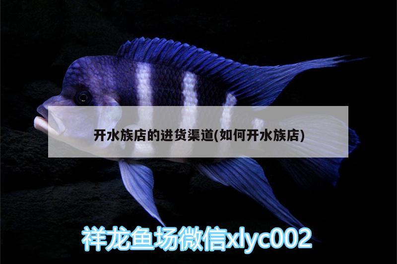 開水族店的進貨渠道(如何開水族店) 蝴蝶鯉魚苗