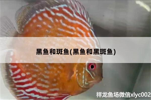 黑魚和斑魚(黑魚和黑斑魚) 委內(nèi)瑞拉奧里諾三間魚苗