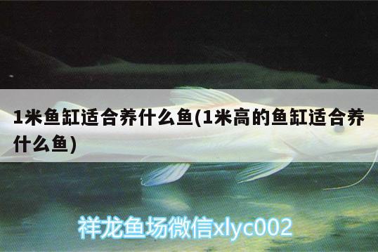 1米魚缸適合養(yǎng)什么魚(1米高的魚缸適合養(yǎng)什么魚) 朱巴利魚苗