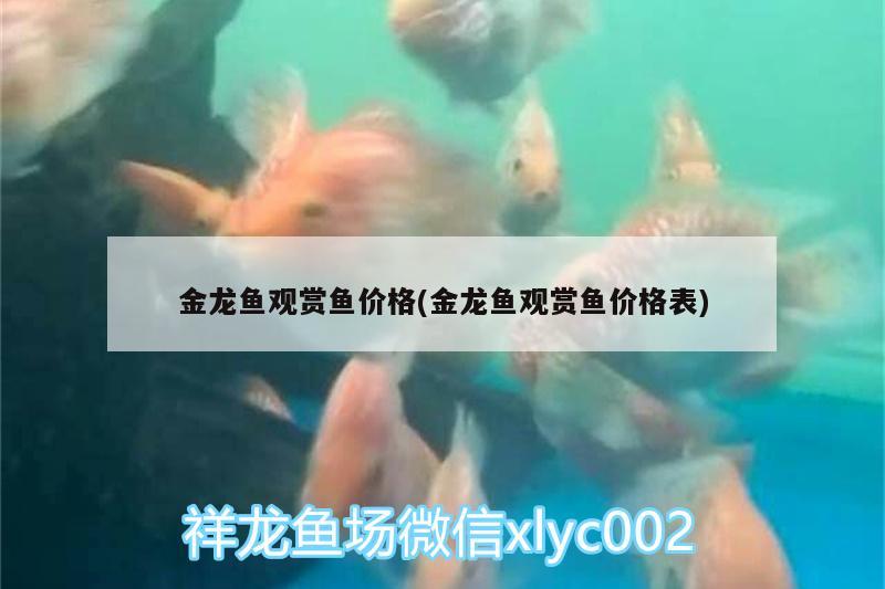 金龍魚觀賞魚價格(金龍魚觀賞魚價格表)