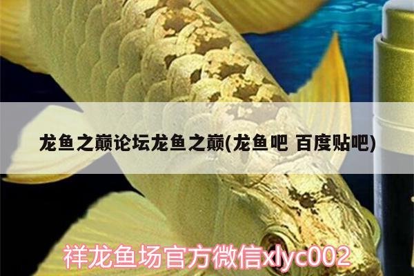 龍魚之巔論壇龍魚之巔(龍魚吧百度貼吧) 金龍魚百科