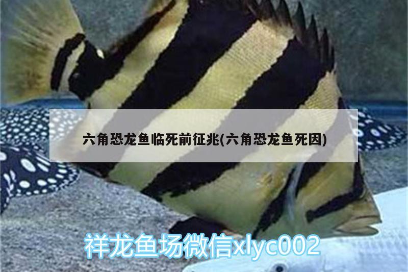 六角恐龍魚臨死前征兆(六角恐龍魚死因)