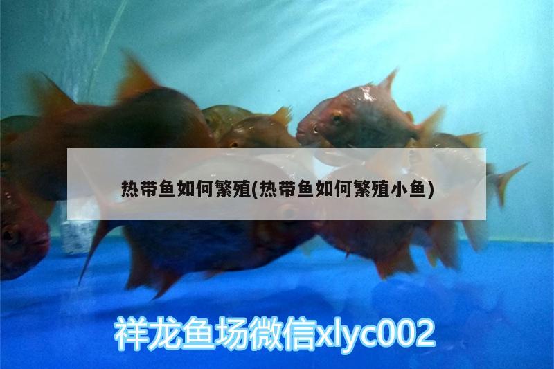 熱帶魚如何繁殖(熱帶魚如何繁殖小魚)