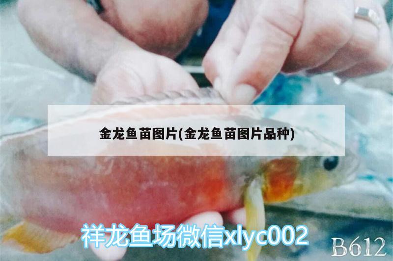 金龍魚(yú)苗圖片(金龍魚(yú)苗圖片品種)