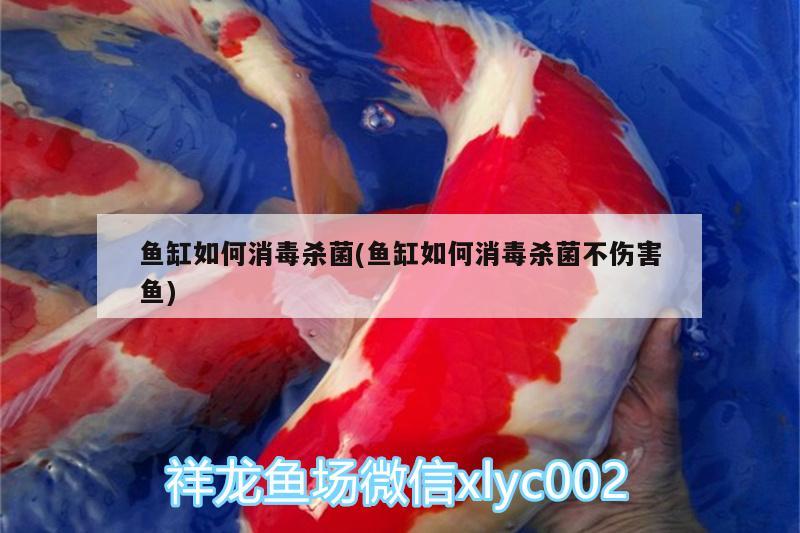 魚缸如何消毒殺菌(魚缸如何消毒殺菌不傷害魚) 白子銀版魚